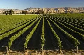 Wine tour